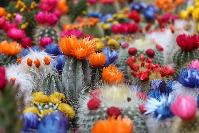 10 Curiosidades de los cactus