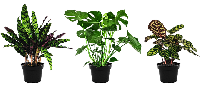 Cultivo de la planta serpiente de cascabel (Calathea lancifolia)