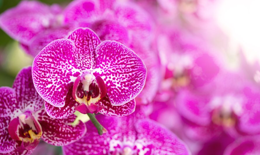 Cómo regar las orquídeas