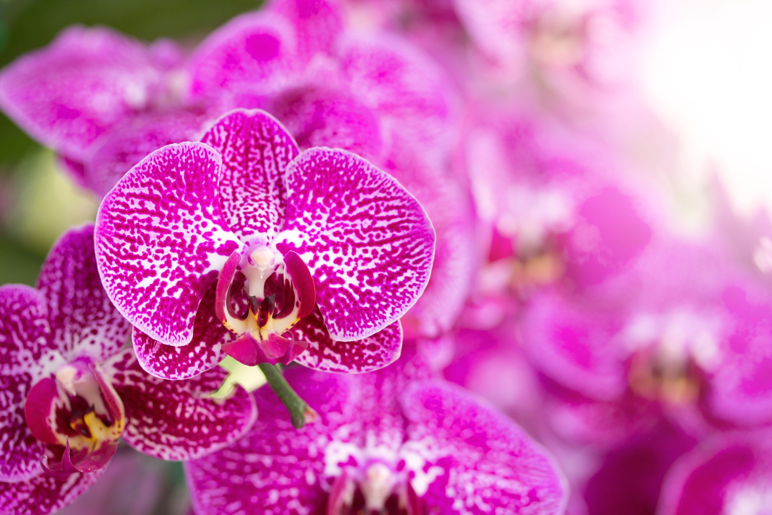 Cómo regar las orquídeas