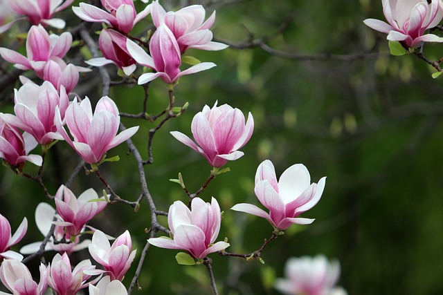7 motivos por los que tus plantas no florecen