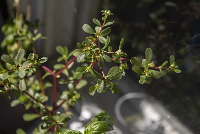 Verdolaga, un súper alimento en tu jardín