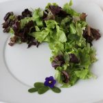 suculentas y cactus comestibles
