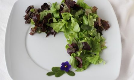 suculentas y cactus comestibles
