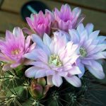 Cactus - Flor de Planta