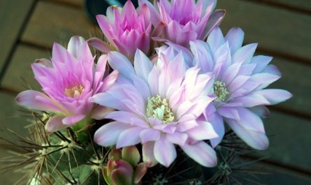 Cactus - Flor de Planta