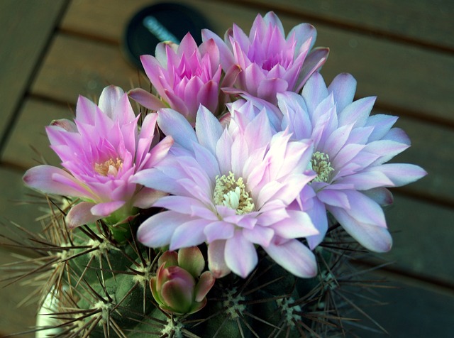 7 Cactus (Cactaceae) con Mejores Flores