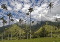 Palma de Cera del Quindío