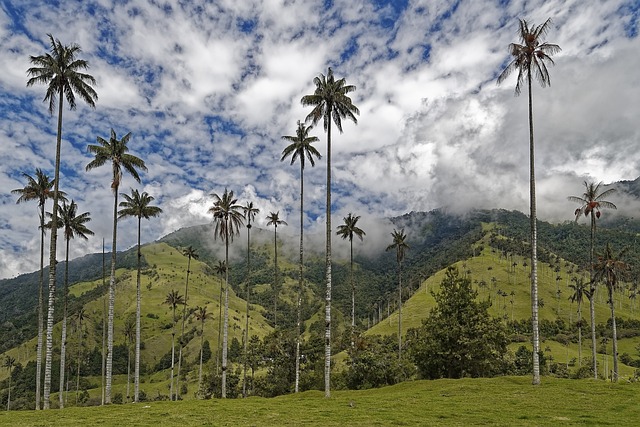 Palma de Cera del Quindío en peligro de Extinción