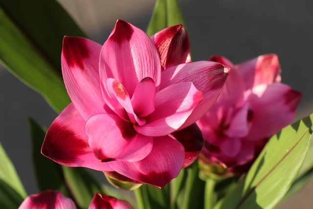 Cúrcuma o Tulipán de Siam, Cuidados y Cultivo