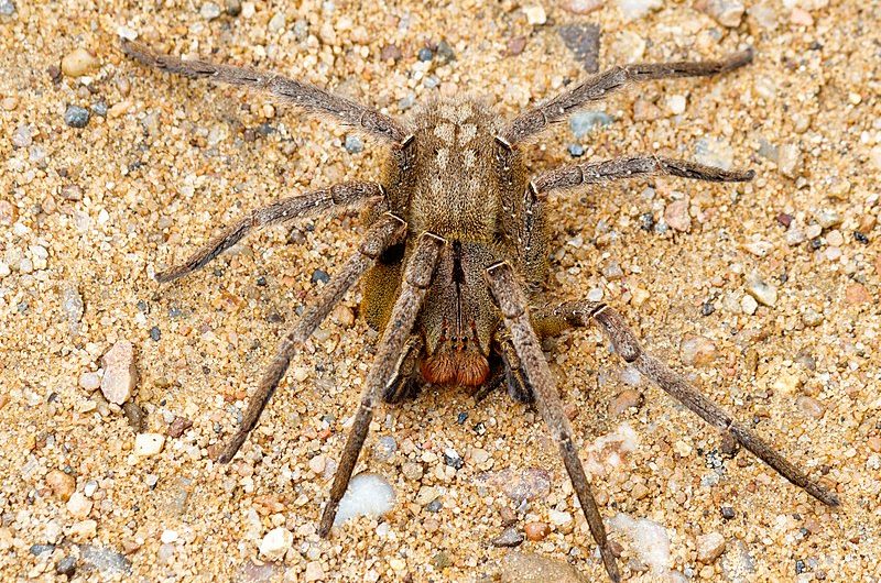 La Araña del Banano