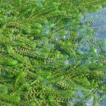 Elodea_canadensis