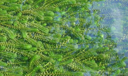 Elodea_canadensis