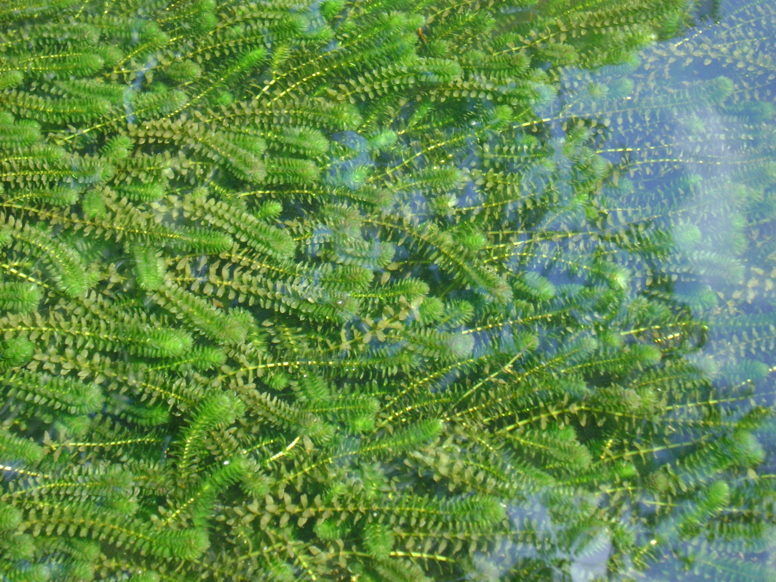 Plantas Acuáticas productoras de Oxígeno (I): Elodea canadensis o broza del Canadá