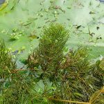 Ceratophyllum demersum