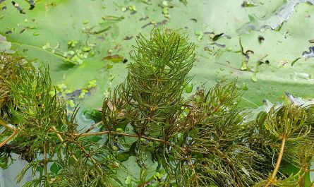 Ceratophyllum demersum