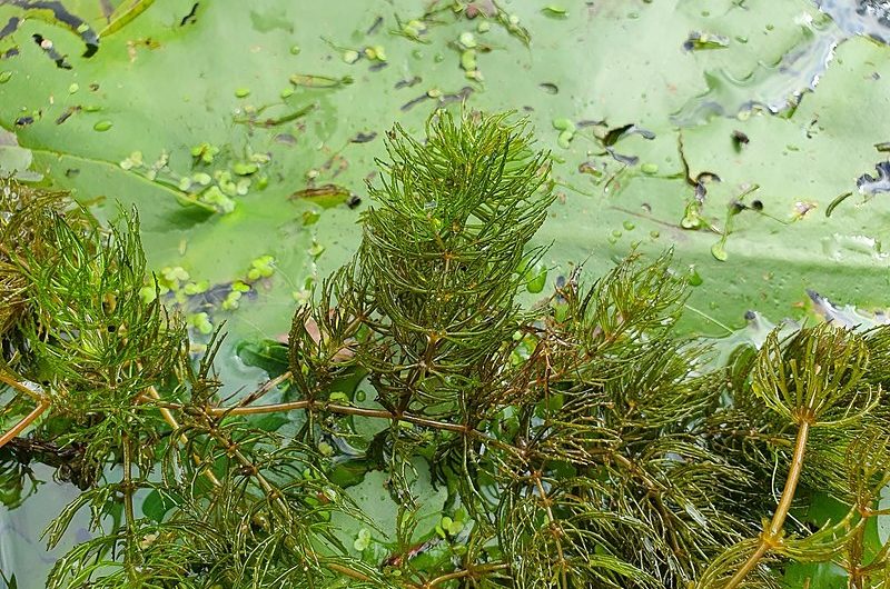 Plantas Acuáticas productoras de Oxígeno (II): Ceratophyllum demersum