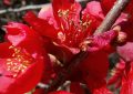 Membrillero Japonés, Chaenomeles Speciosa