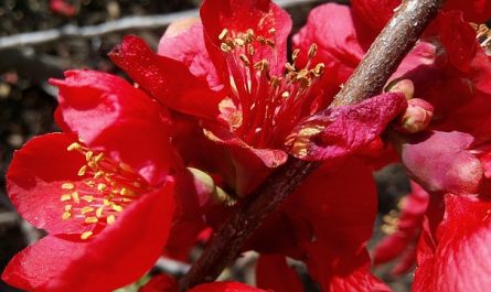 Membrillero Japonés, Chaenomeles Speciosa