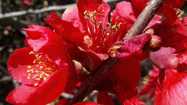 Membrillero Japonés, Chaenomeles Speciosa