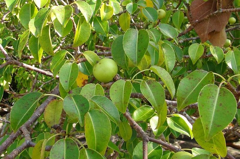 El Árbol de la Muerte (Hippomane Mancinella)