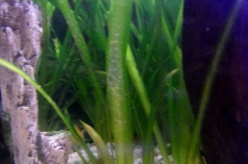 Plantas Acuáticas productoras de Oxígeno (III): Vallisneria gigantea.