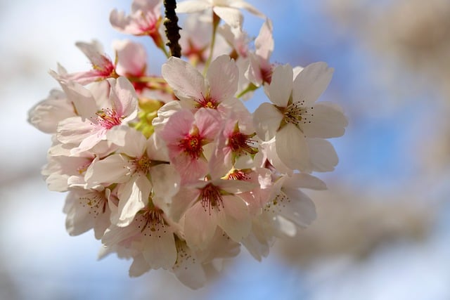 Prunus Cerasifera Pissardii o Ciruelo Rojo