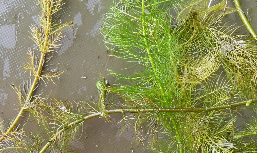 Plantas Acuáticas productoras de Oxígeno (IV):Myriophyllum verticillatum