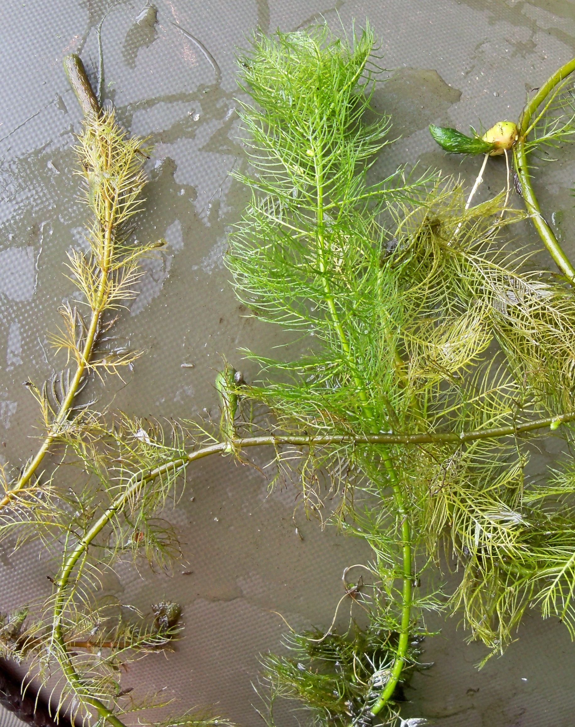 Plantas Acuáticas productoras de Oxígeno (IV):Myriophyllum verticillatum