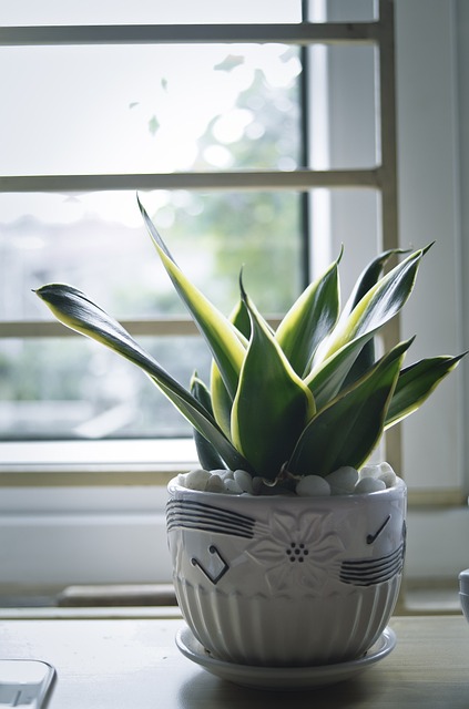 Lengua de Suegra: Sansevieria  o Espada de San Jorge
