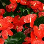 flor de flamenco