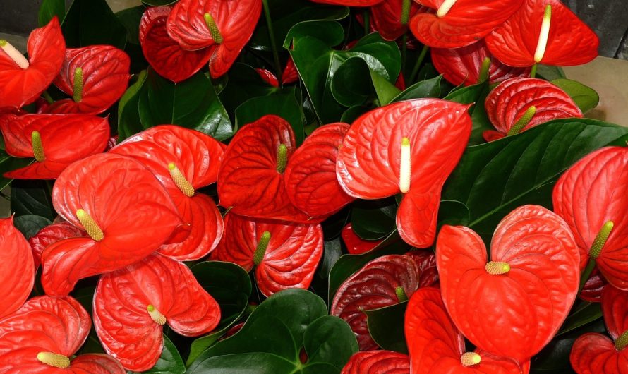 Flor de Flamenco (Anthurium andraeanum)