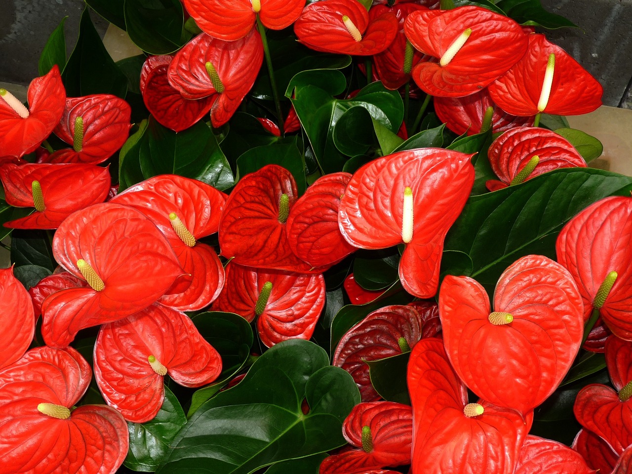 Flor de Flamenco (Anthurium andraeanum)