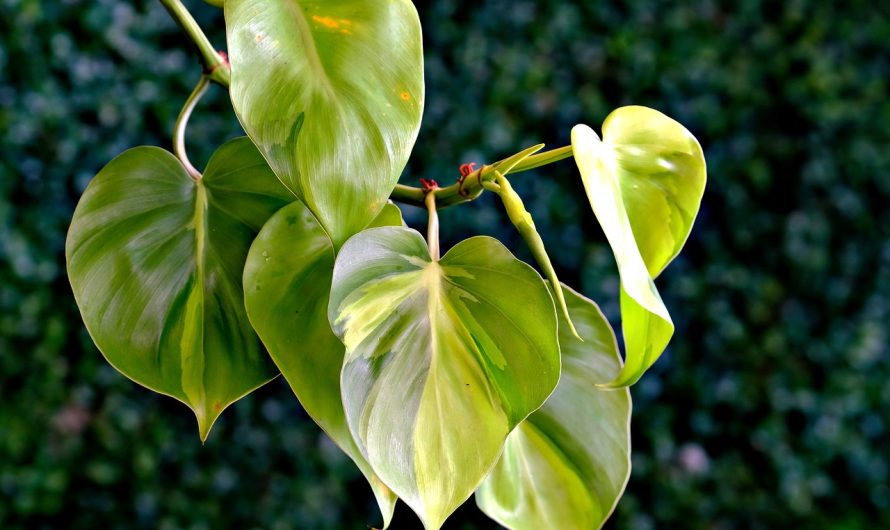 Philodendron hederaceum, filodendro hoja de corazón