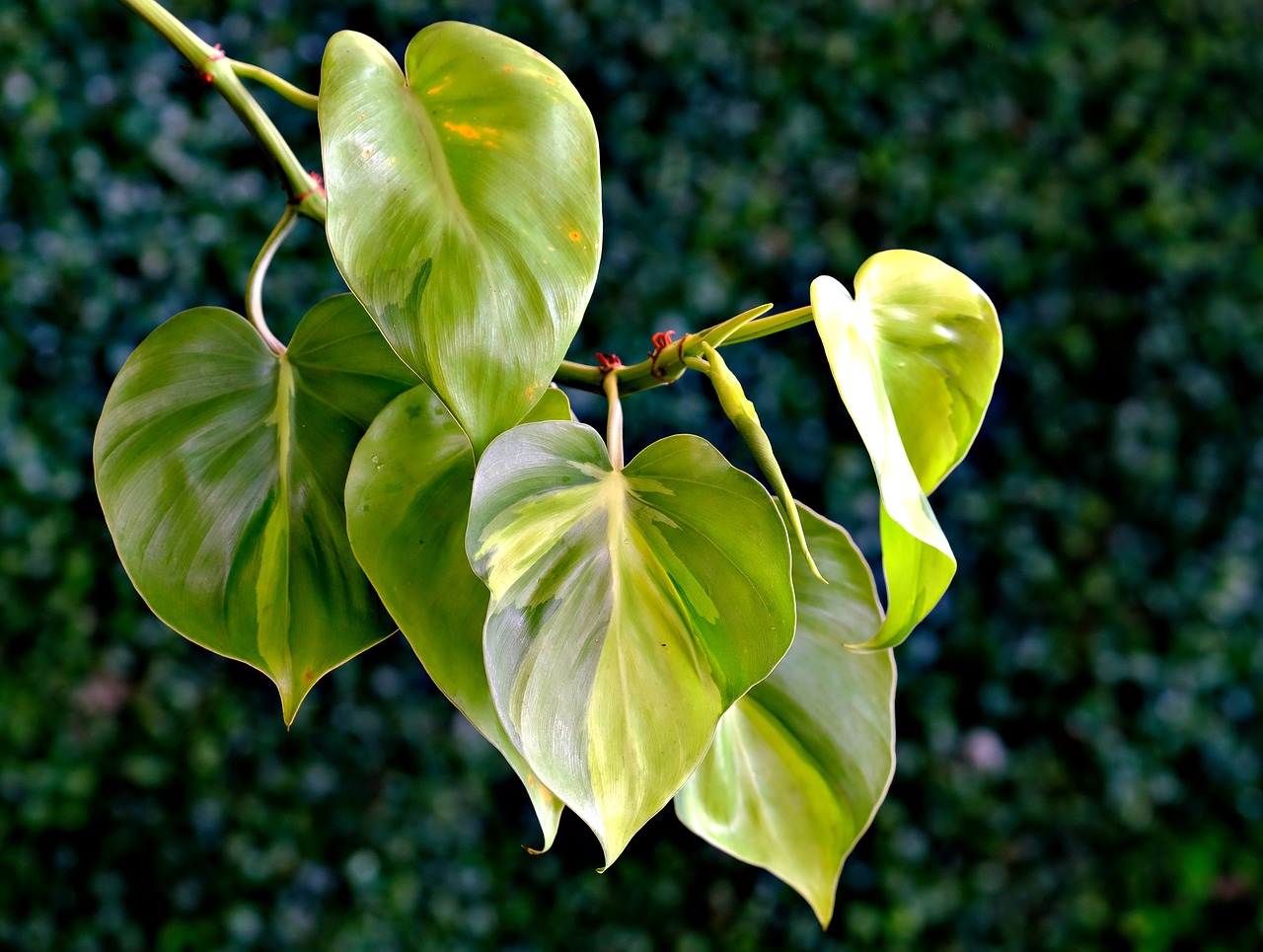 Philodendron hederaceum, filodendro hoja de corazón