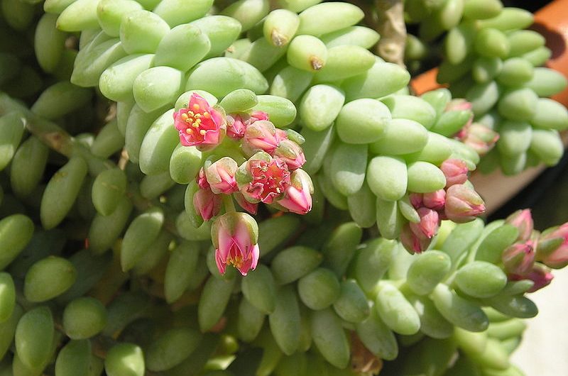 Sedum colgante burrito o Cola de Burro