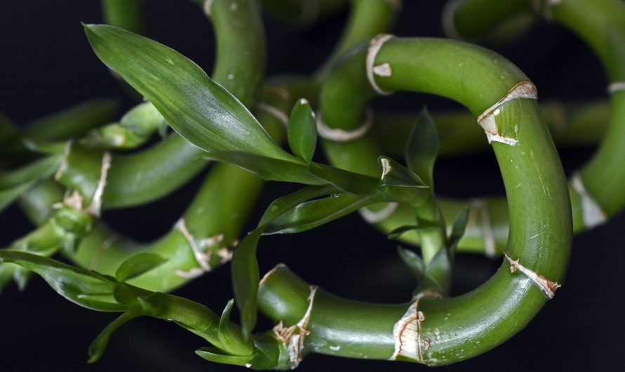 Dracaena braunii (Bambú de la Suerte) en Tierra