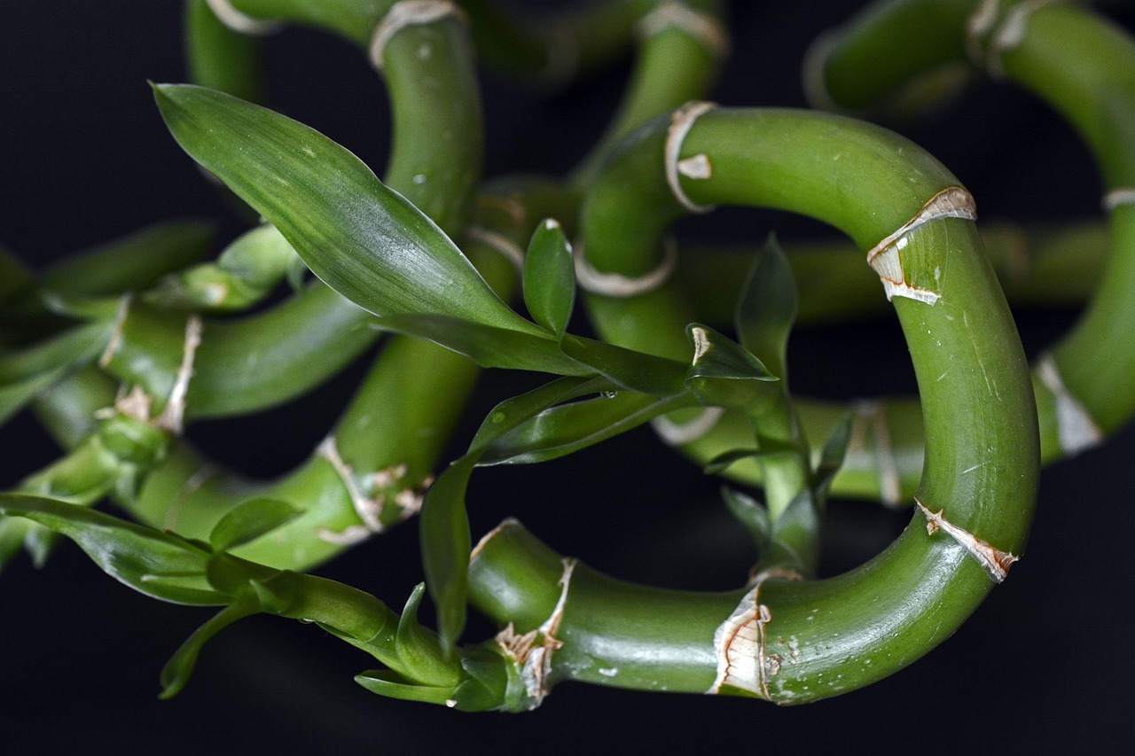 Dracaena braunii (Bambú de la Suerte) en Tierra