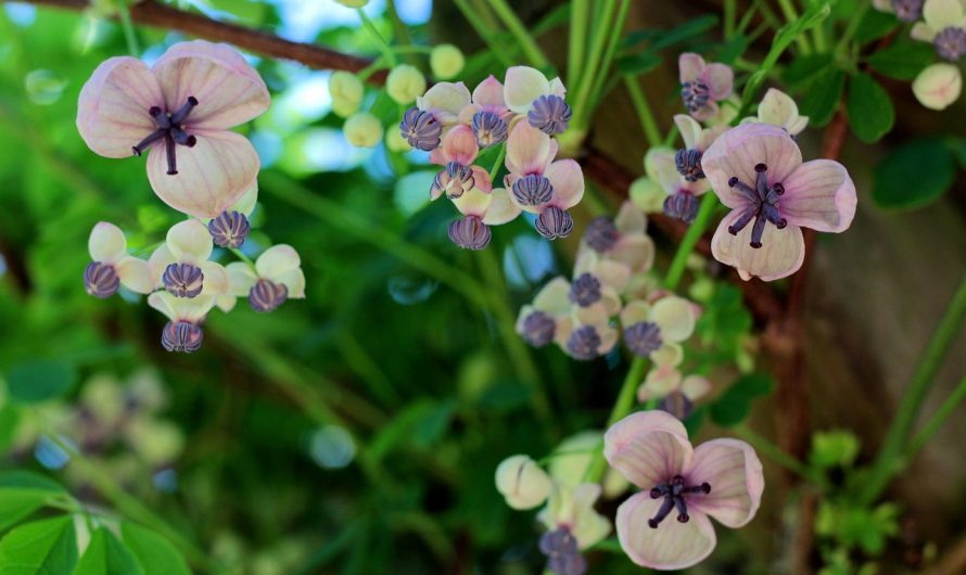 Akebia Quinata, La Trepadora de Chocolate