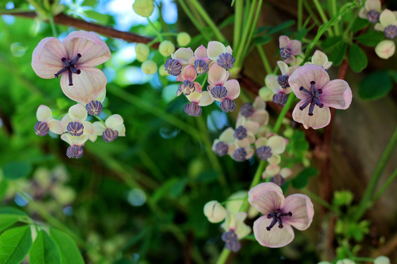 Akebia Quinata, La Trepadora de Chocolate