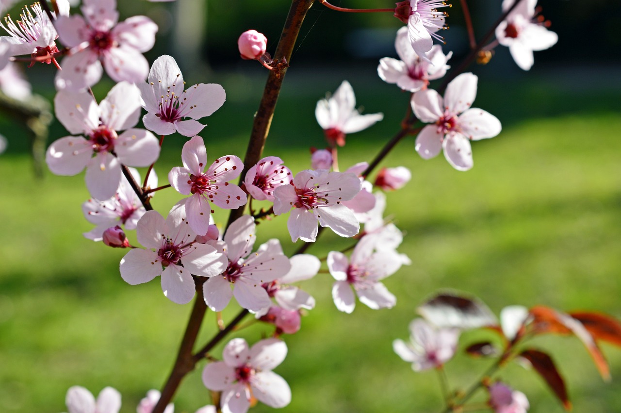 Ciruelo Rojo, Árbol Pequeño para el Jardín