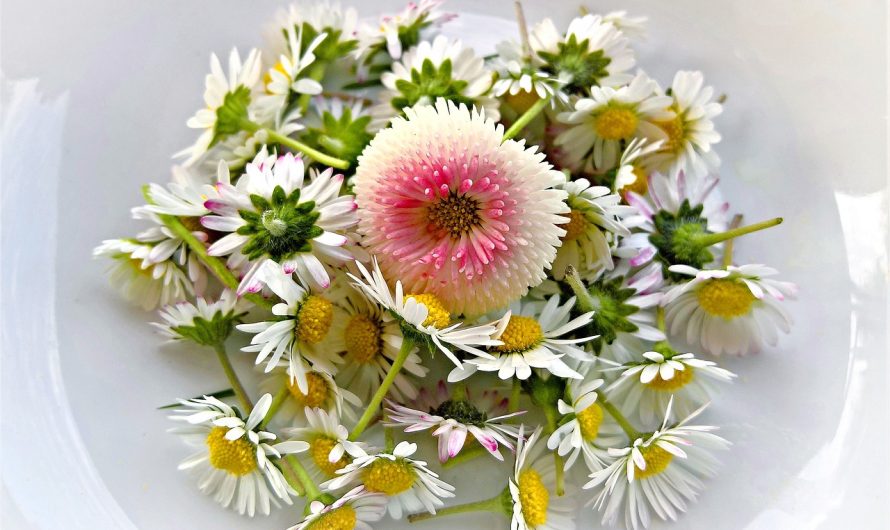 Flores Comestibles: Cómo Conservarlas