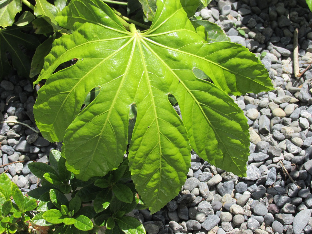 Fatsia Japonica: Aralia