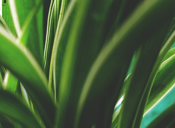 Chlorophytum Comosum, Mala Madre