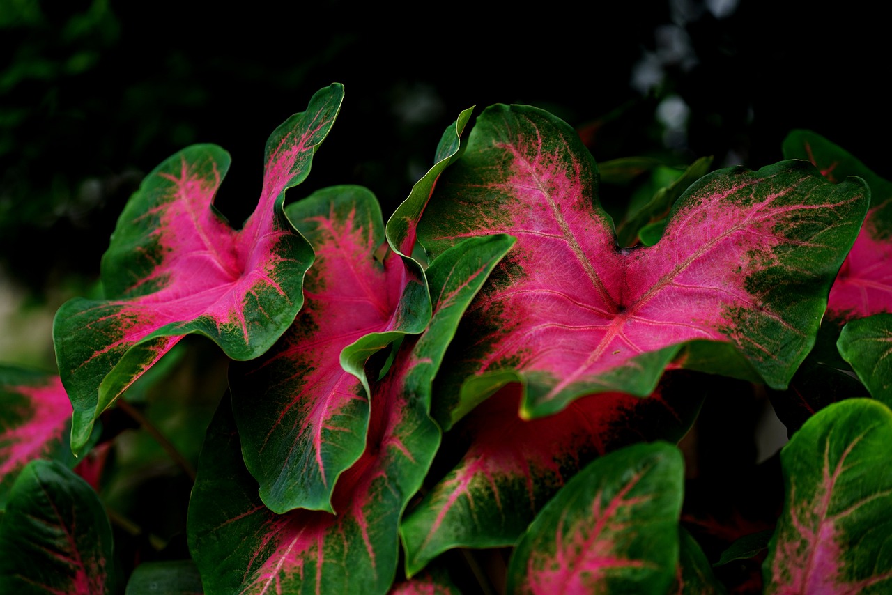Kaladium dwubarwne, Caladium o Corazón de Jesús