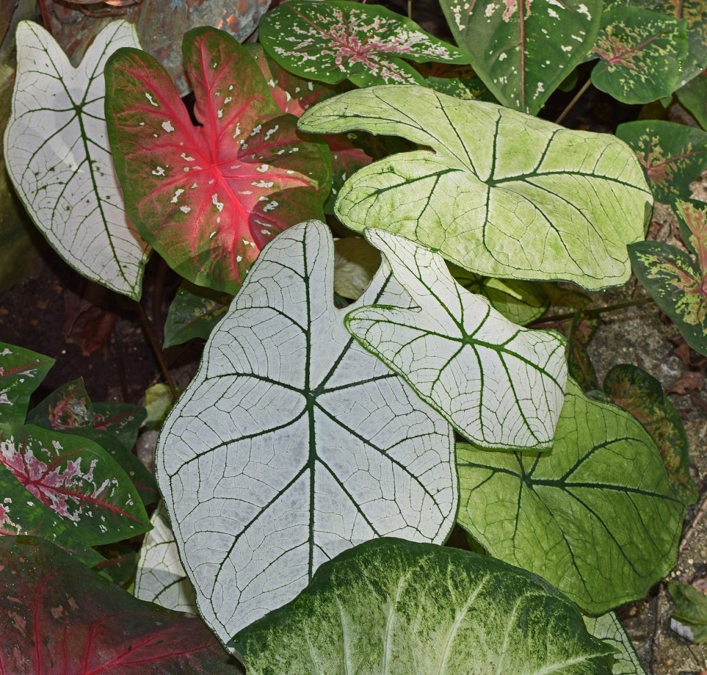 caladium