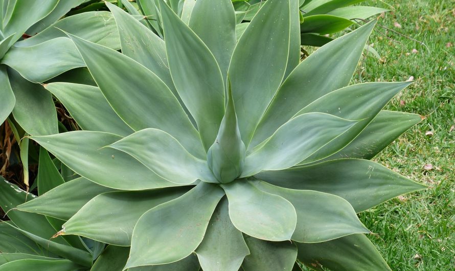 Agave Attenuata o Maguey del dragón