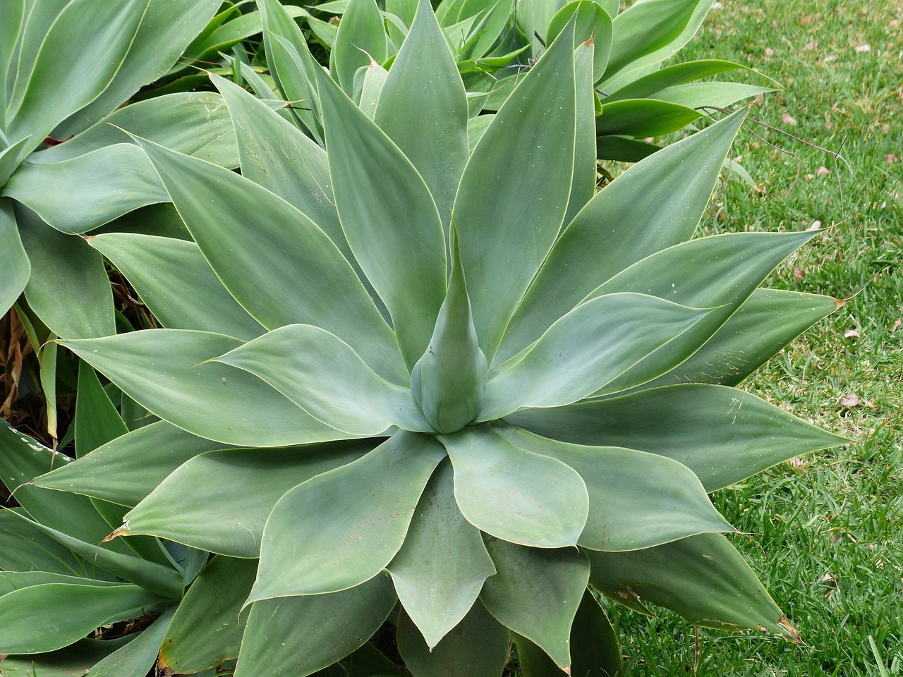 Agave Attenuata o Maguey del dragón