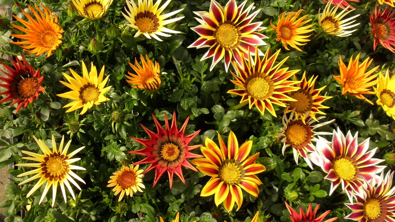 Gazania, flores de gran belleza y color