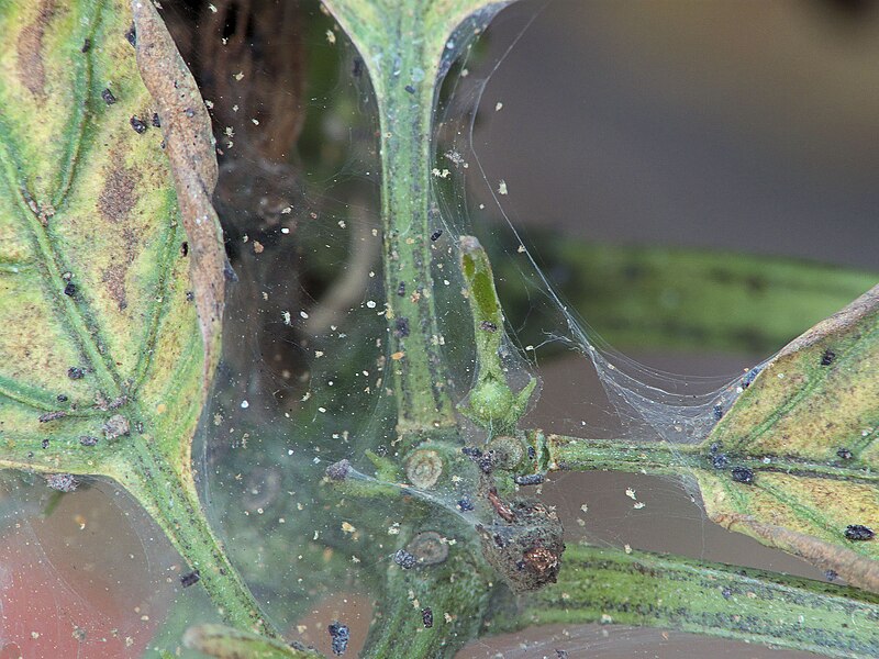 Arañuela Roja o Araña Roja en Tomateras: Tetranychus urticae